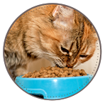We'll feed your small pets