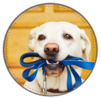 Dog walks that suit you!