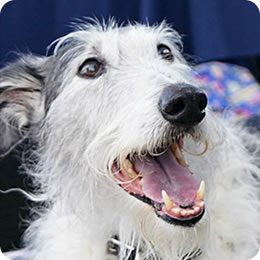 Dog Gallery